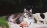 Než krmení maine coon, plná strava